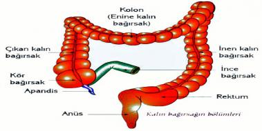Bağırsak Mantarı, Bağırsak Mantarı Belirtileri ve Tedavisi Bağırsak Mantarı